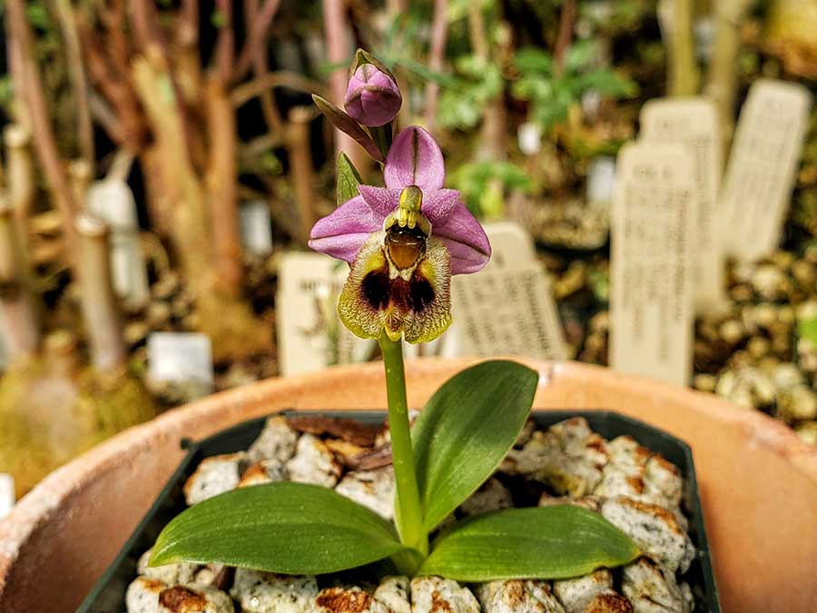 The sawfly orchid attracts male sawflies from the family Tenthredinidae. Photo by Brandon Tam.