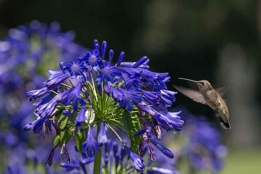 A female Anna’s hummingbird (Calypte anna) hovers next to a cluster of brilliant blue Agapanthus ‘Ellamae’ blooms near the North Vista. Photo by Martha Benedict.