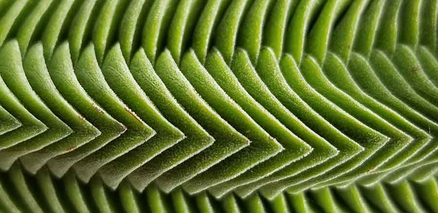 Succulent desert plants, with their unusual forms and textures, are endlessly rewarding to photograph. A beautiful example is this rare Crassula ‘Buddha’s Temple’, with its tightly stacked column of leaves, shot with an Android camera. Photo by Karen Zimmerman. 