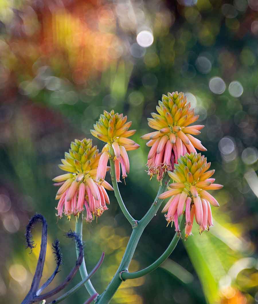 Thousands of aloes in the Desert Garden come into bloom every winter—one of the floral highlights of the year at The Huntington. Pictured, Aloe tongaensis. Photo by Deborah Miller.