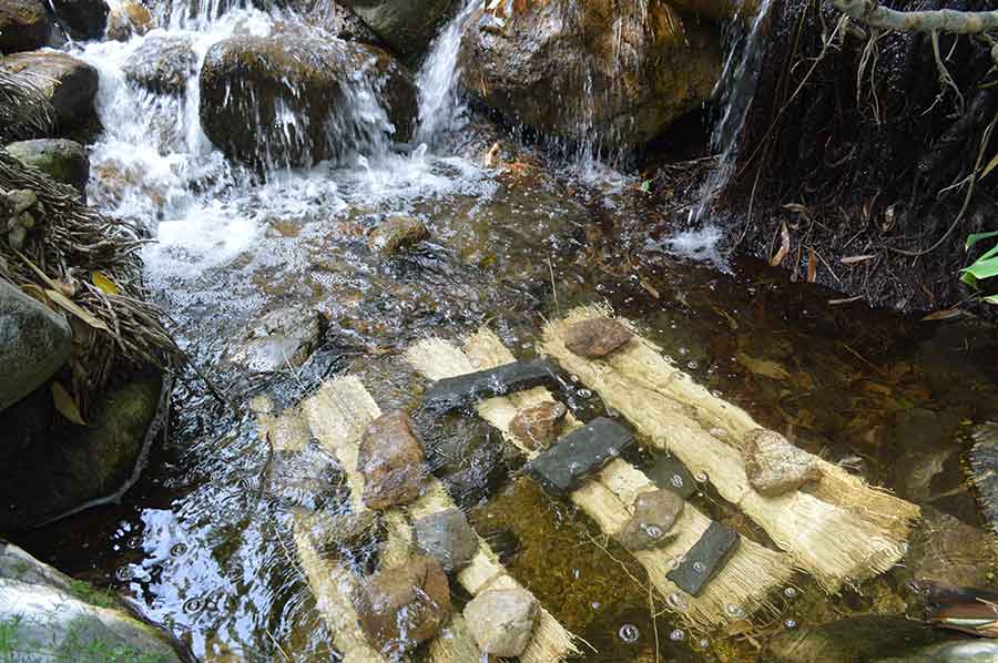 Dried flax being retted in the waterfall in The Huntington’s Jungle Garden. Photo by Kelly Fernandez.