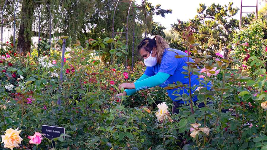 Reader Services Coordinator Karina Sanchez could no longer work in the Library when it was closed in March due to the COVID-19 pandemic. She seized the opportunity for a work reassignment in The Huntington’s botanical gardens, where she acquired new skills, such as how to prune roses. Photo by Aric Allen.