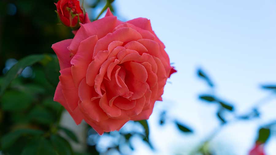 An 'America' rose blooms in the Rose Garden—a testament to the collaborative efforts of Huntington gardeners, volunteers, and reassigned staff. Photo by Aric Allen.