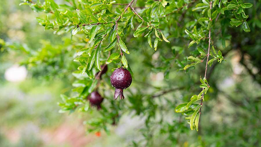 The fruit of a pomegranate tree, Punica granatum. A fruit, botanically speaking, is a mature ovary of a flower. Photo by Aric Allen. The Huntington Library, Art Museum, and Botanical Gardens.