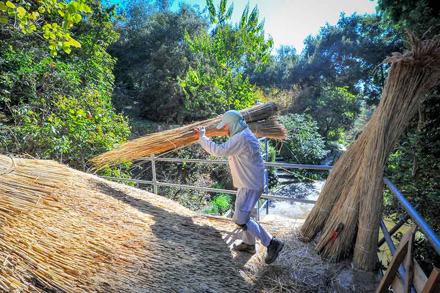 Cahill carries water reeds he harvested in New Jersey onto the pavilion roof. Photo by Andrew Mitchell.