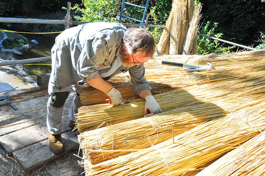 Cahill positions and then spreads reeds once they have been placed on the rooftop. Photo by Andrew Mitchell.