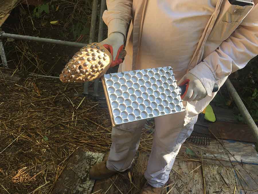 Cahill displays his leggetts, critical tools that help him drive the ends of reeds into position for a smooth edge. Photo by Andrew Mitchell.