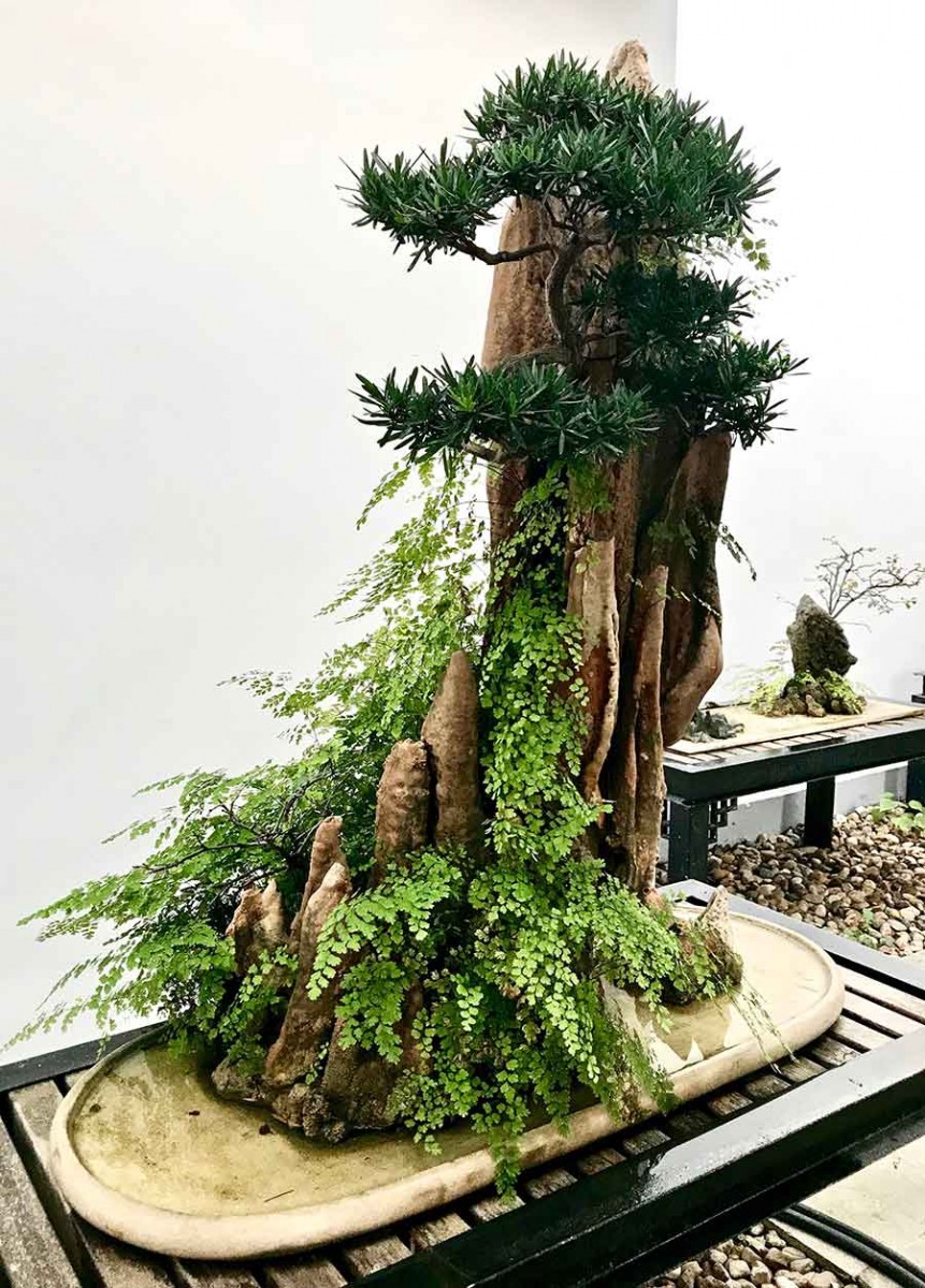 Penjing, Shanghai Botanical Garden, China. Photo by Nicholas Menzies.